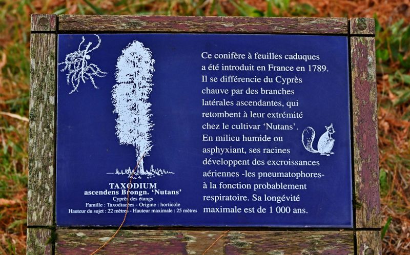 The conifre; explanation (2017)