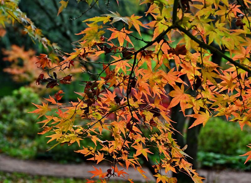 At the Arboretum of Chtenay Malabry (2024). 