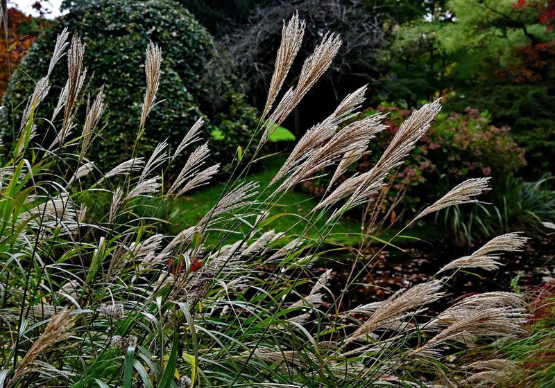 At the Arboretum of Chtenay Malabry (2024). 