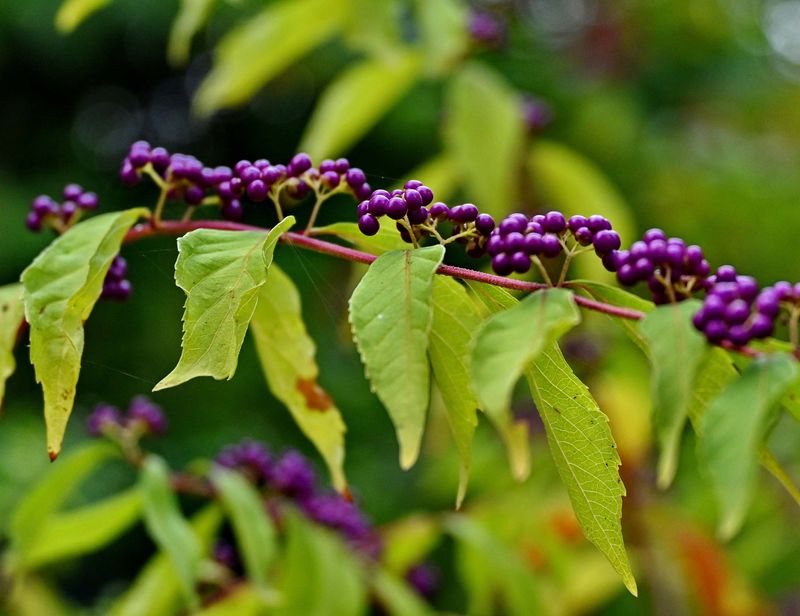 At the Arboretum of Chtenay Malabry (2024). 