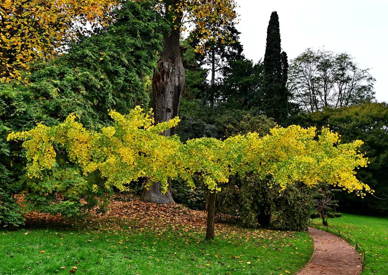 At the Arboretum of Chtenay Malabry (2024). 