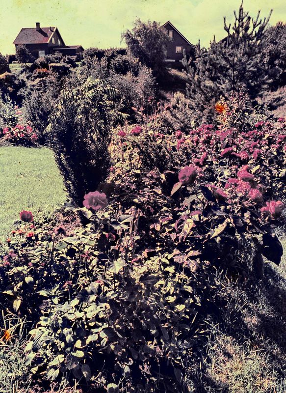 Garden of Marianne's house. 