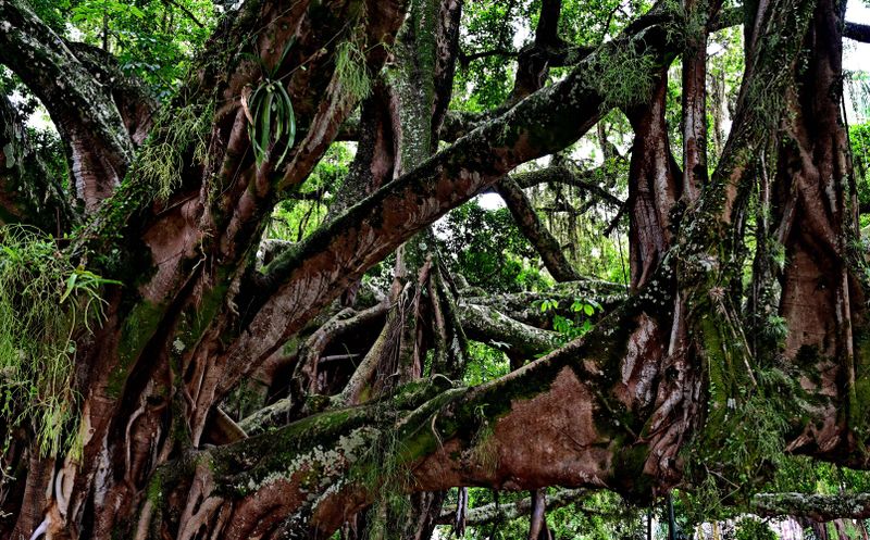 The old Fig Tree at Praa 15 de Novembro.