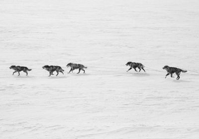 2025 Snowfest x Rainville Photographers day 4-20.jpg