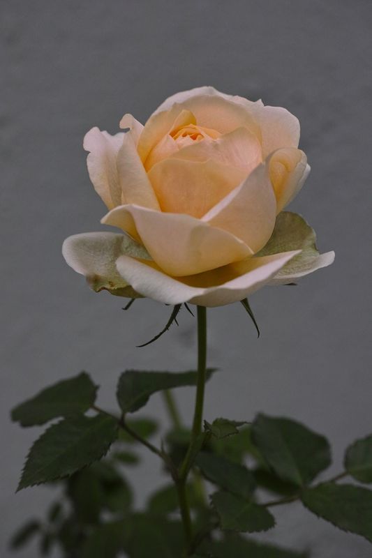 g13/39/263039/2/175019253.f73fa987.JPEG