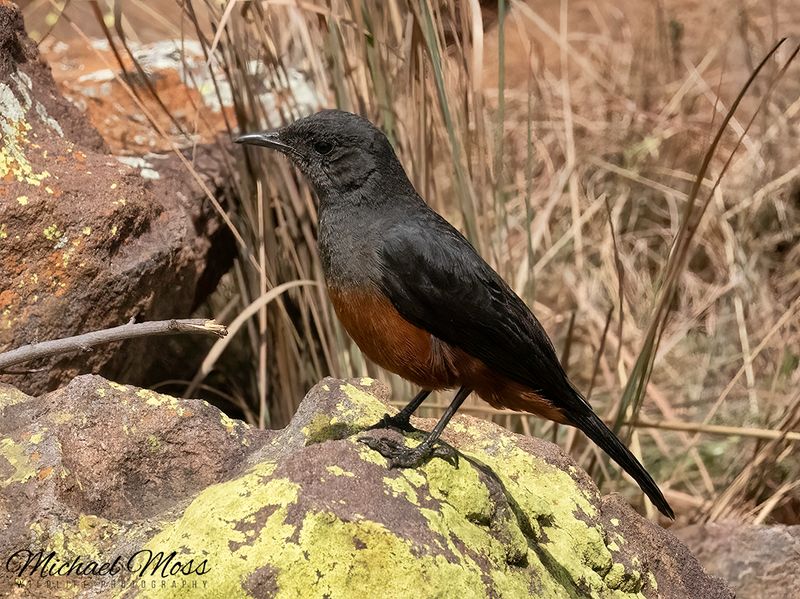 Mocking cliff chat 