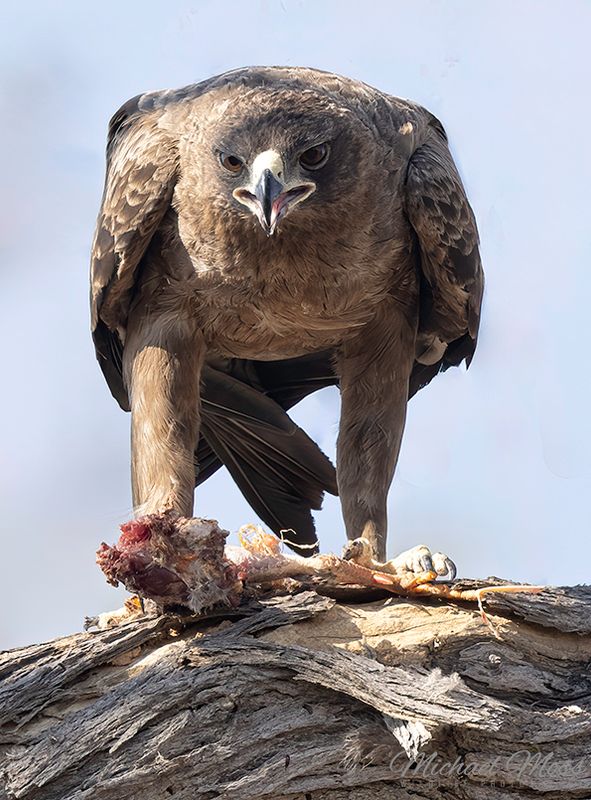 Raptor eating bird Marataba 