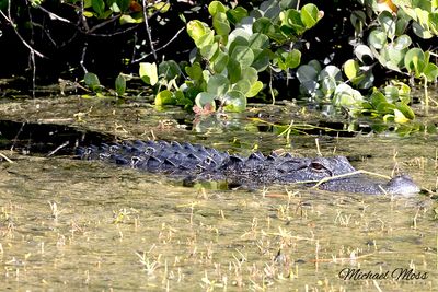 Alligator 