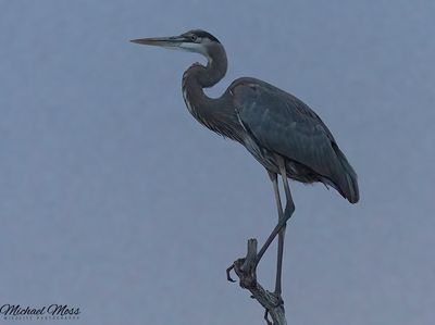 Blue Heron 