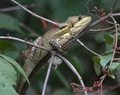 Brown Basilisk 