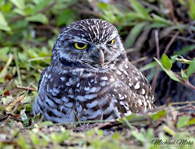 Burrowing owl 