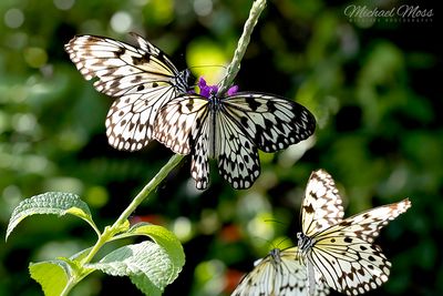 Butterflies 