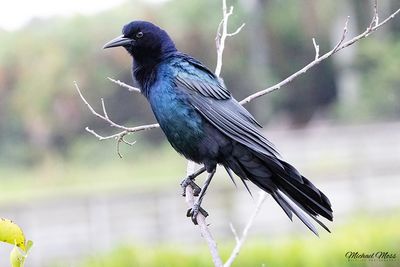 Common grackle