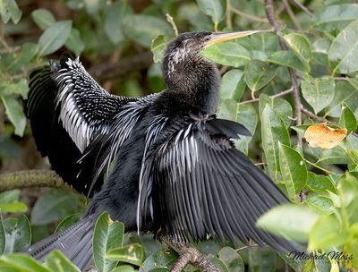 Cormorant wings open drying out