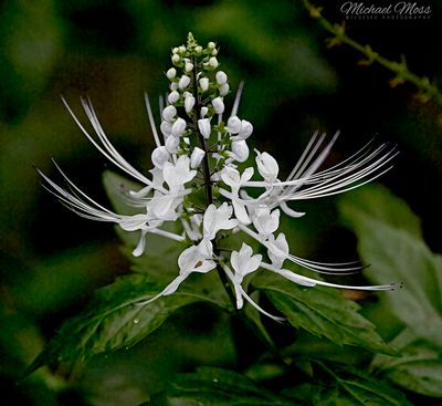 Flower Cats whiskers 