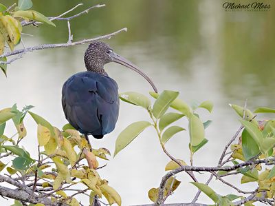 Glossy Ibis 