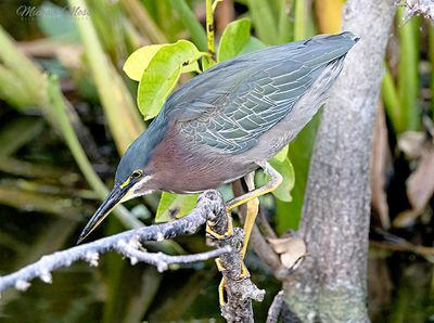 Green heron wating to pounce 