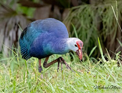 Grey headed swamp hen  feeding copy.jpg