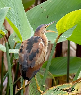 Least bittern