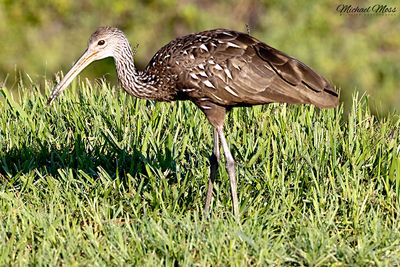 Limpkin 