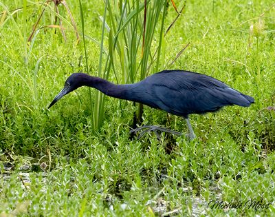 Little Blue heron