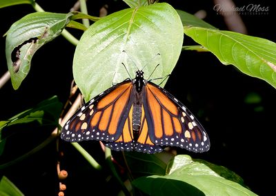 Monarch butterfly 