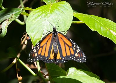 Monarch butterfly 