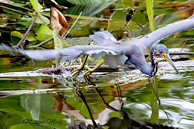 Tricolored heron 