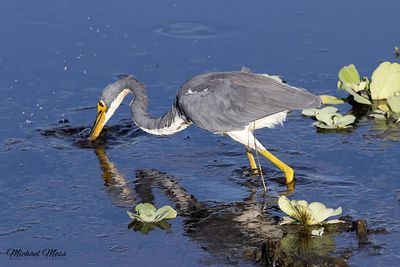 Tricolored Heron fishing 