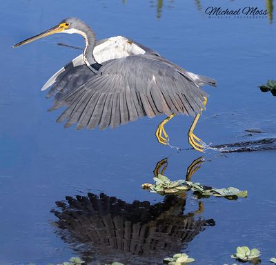 Tricolored heron take off 