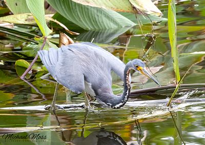 Tricolored heron