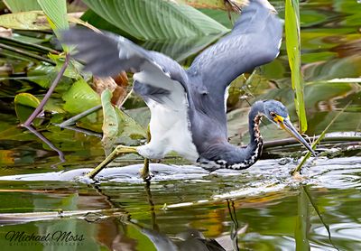Tricolored heron