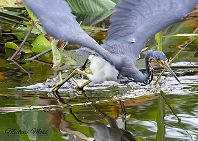 Tricolored heron