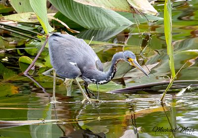 Tridolored heron