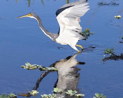 Triocolored heron takeoff 