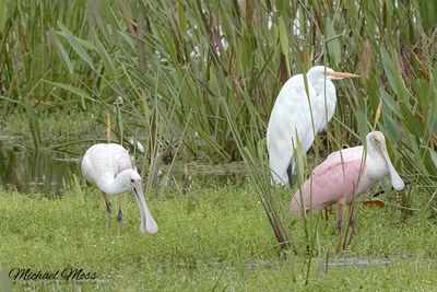 Two Roseate spoonbills and white egret