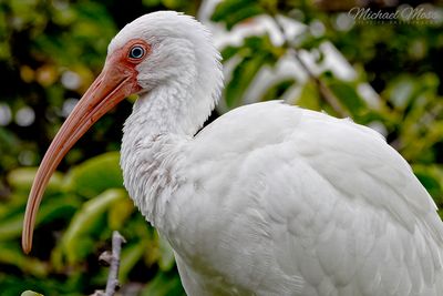White egret close up 