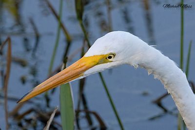 White egret Close Up face 