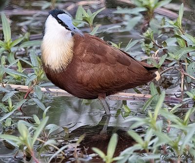 African Jacana close up