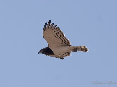 Black chested snake eagle in flight 