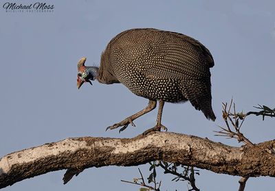 Crescted guineafowl Marataba