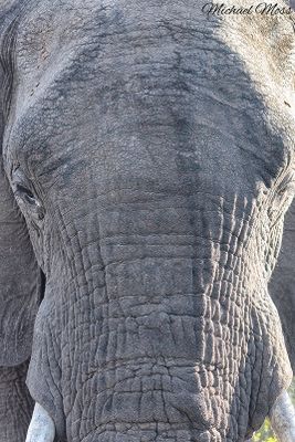 Very close elephant !
