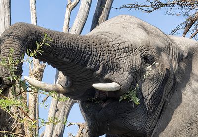 Elephant eating from top of small hill near Matlabas River