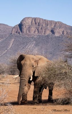 Elephant with Marataba mountain behind him 
