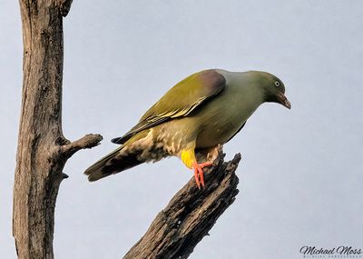 Green pigeon 