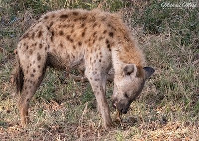 Hyena at leopard kill