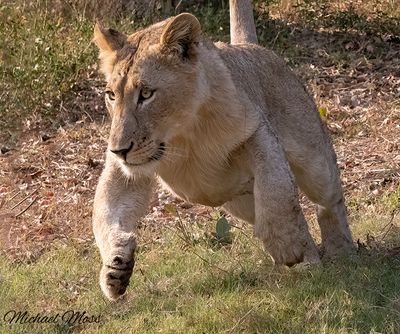 Juvenile male lion jumping 