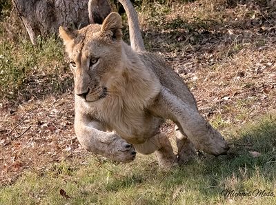Juvenile male lion jumping Tinga copy.jpg