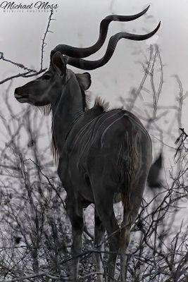 Kudu almost silouhette 