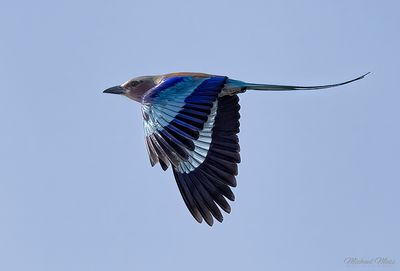 Lilac breasted roller in flight